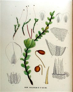 Mnium subglobosum — Flora Batava — Volume v18. Free illustration for personal and commercial use.