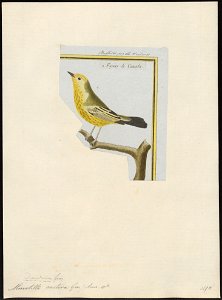Mniotilta aestiva - 1700-1880 - Print - Iconographia Zoologica - Special Collections University of Amsterdam - UBA01 IZ16300041