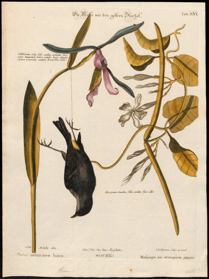 Mniotilta coronata - 1700-1880 - Print - Iconographia Zoologica - Special Collections University of Amsterdam - UBA01 IZ16300033