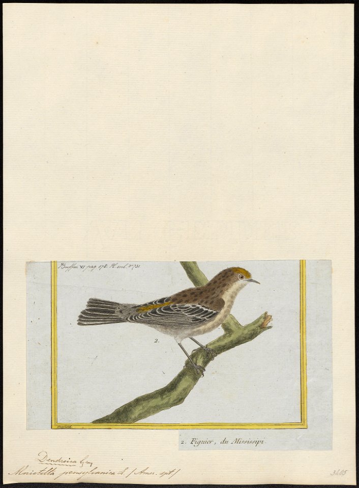 Mniotilta pennsylvanica - 1700-1880 - Print - Iconographia Zoologica - Special Collections University of Amsterdam - UBA01 IZ16300055