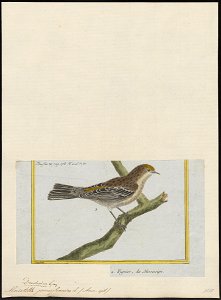 Mniotilta pennsylvanica - 1700-1880 - Print - Iconographia Zoologica - Special Collections University of Amsterdam - UBA01 IZ16300055