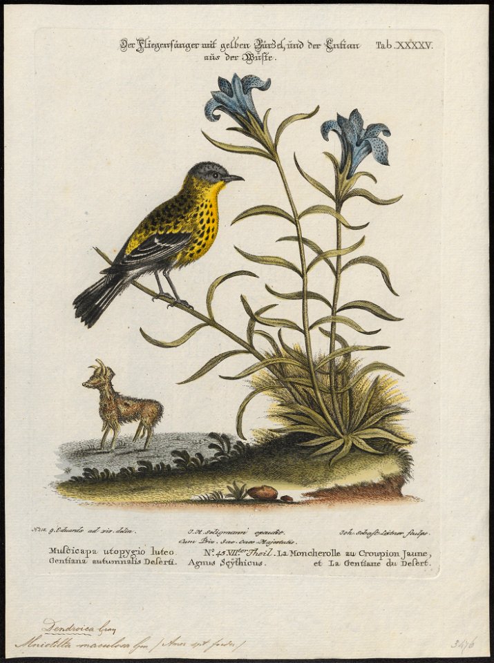 Mniotilta maculosa - 1700-1880 - Print - Iconographia Zoologica - Special Collections University of Amsterdam - UBA01 IZ16300045