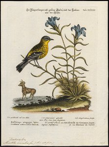 Mniotilta maculosa - 1700-1880 - Print - Iconographia Zoologica - Special Collections University of Amsterdam - UBA01 IZ16300045