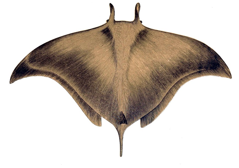 Mobula mobular