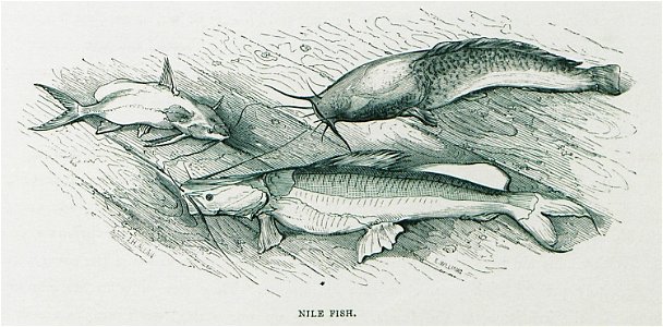 Nile fish - Allan John H - 1843. Free illustration for personal and commercial use.