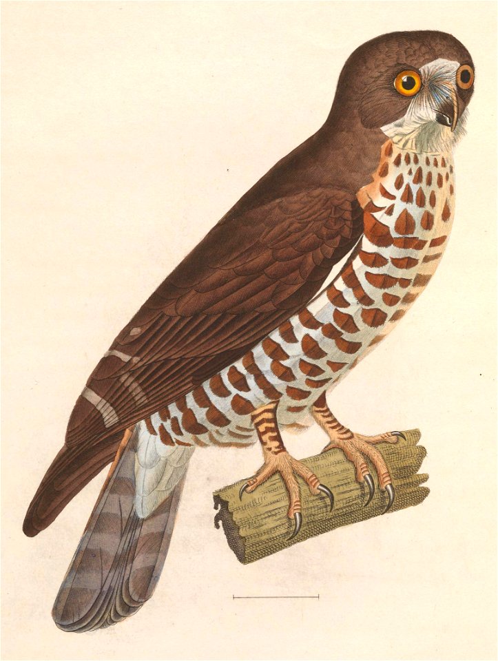 Ninox scutulata 1838 (1)