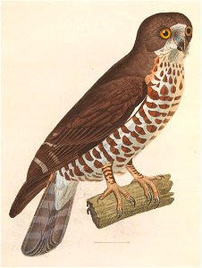 Ninox scutulata 1838 (1)