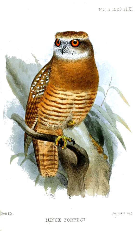 NinoxForbesiSmit