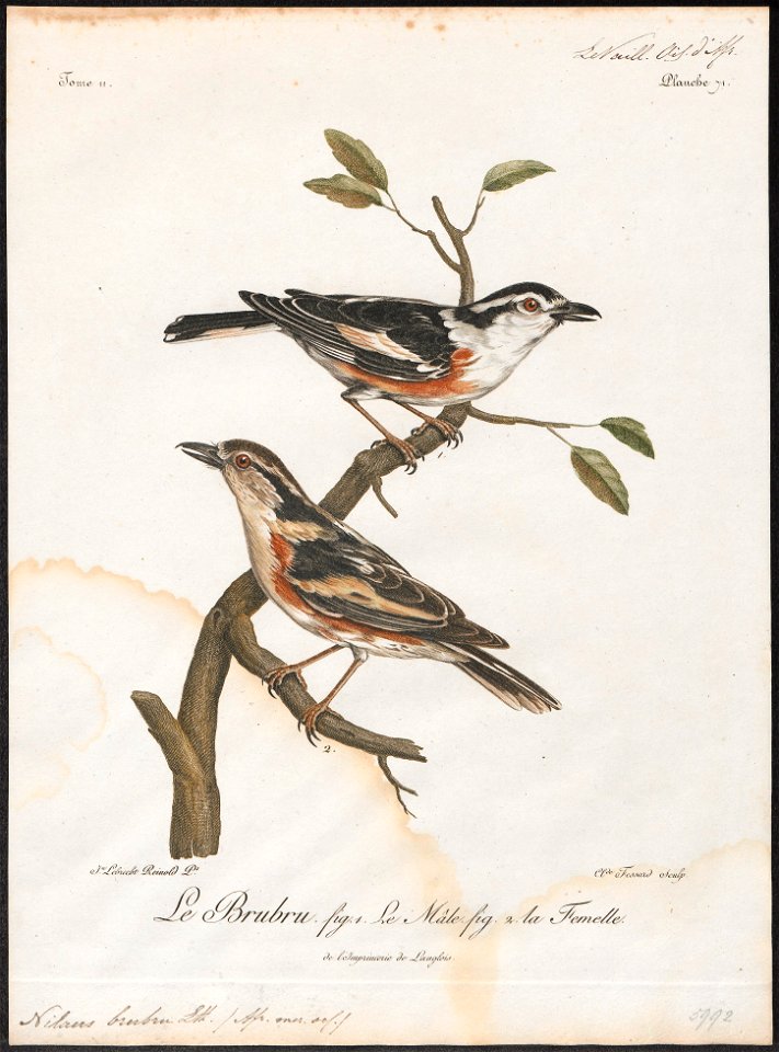 Nilaus brubru - 1796-1808 - Print - Iconographia Zoologica - Special Collections University of Amsterdam - UBA01 IZ16600449