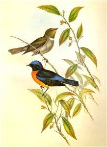 NiltavaSundaraGould