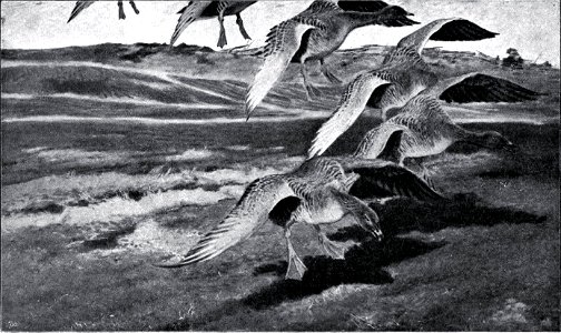 Nils Holgersson band 1-Illustration 2