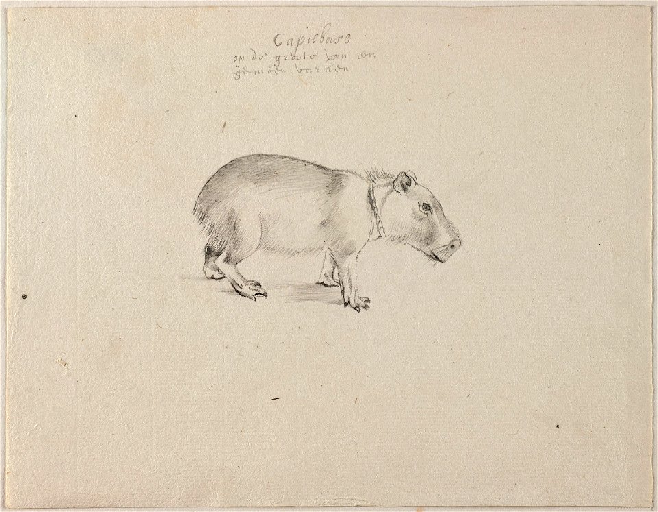 NL-HlmNHA 53004657 01 Capibara