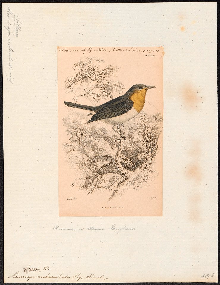 Niltava rubeculoides - 1838 - Print - Iconographia Zoologica - Special Collections University of Amsterdam - UBA01 IZ16500131