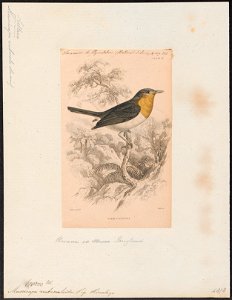 Niltava rubeculoides - 1838 - Print - Iconographia Zoologica - Special Collections University of Amsterdam - UBA01 IZ16500131