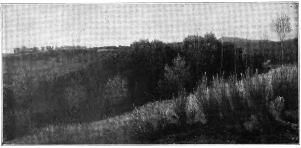 Nino Costa. Quercie secche