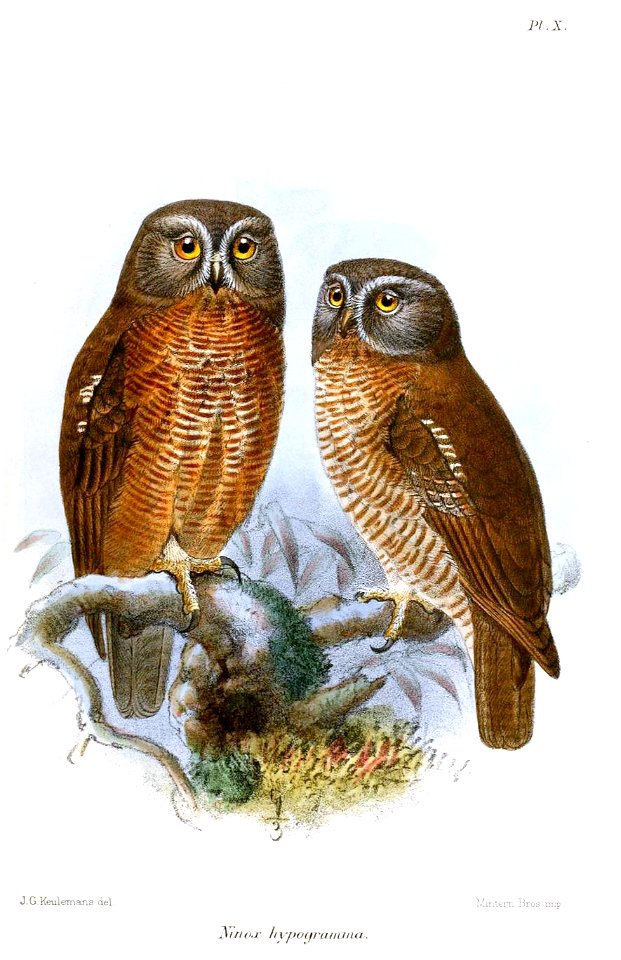 NinoxHypogrammaKeulemans