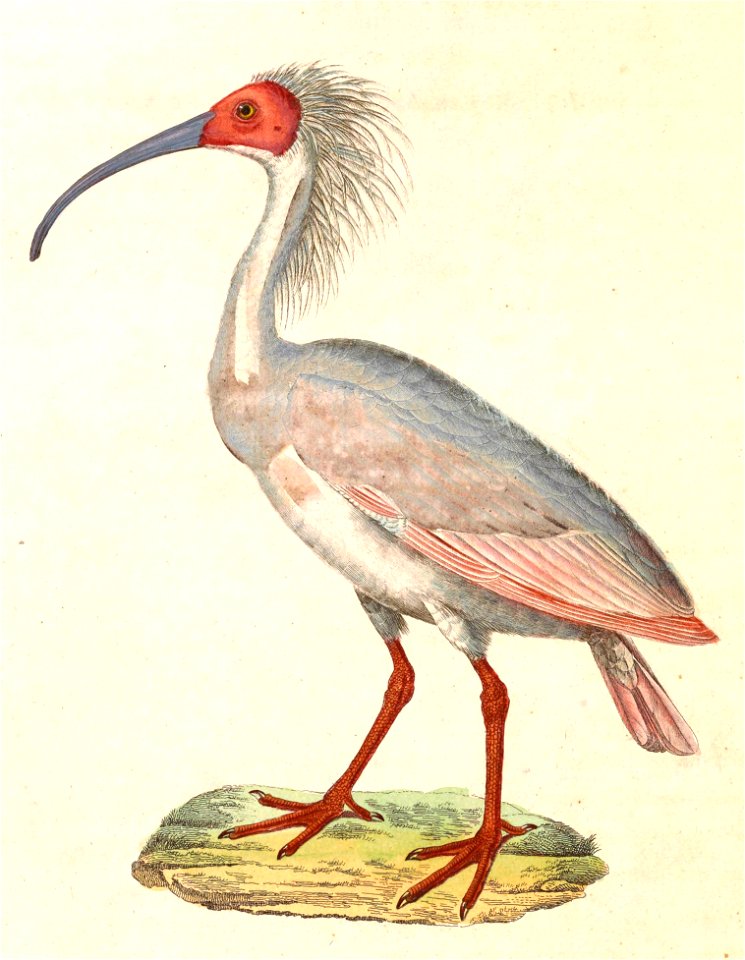 Nipponia nippon 1838