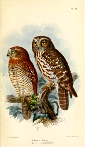 NinoxFuscaSquamipilaKeulemans