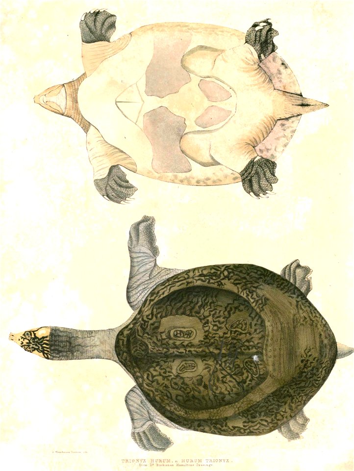 Nilssonia hurum Hardwicke 2