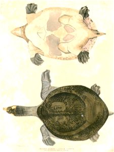 Nilssonia hurum Hardwicke 2