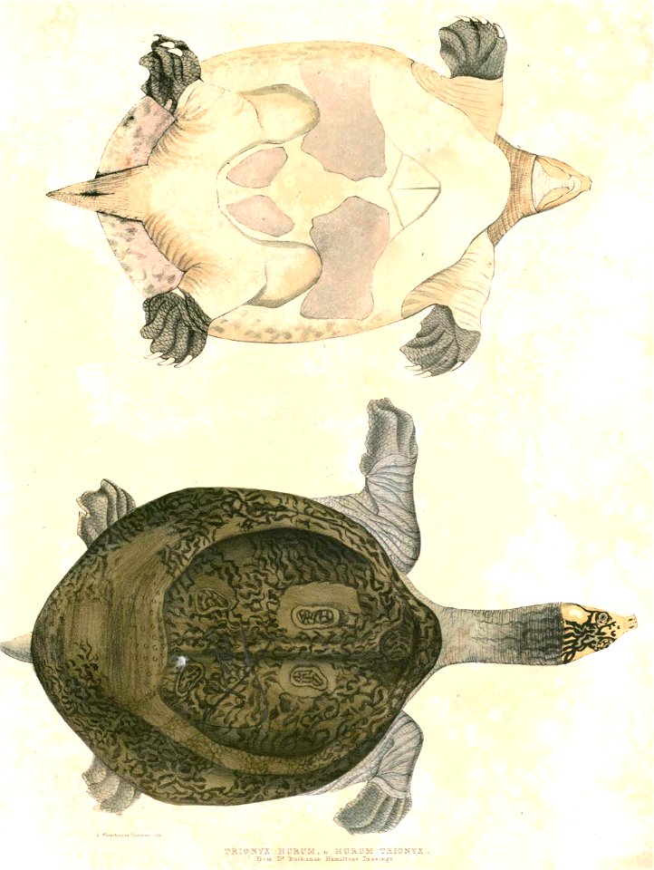 Nilssonia hurum Hardwicke