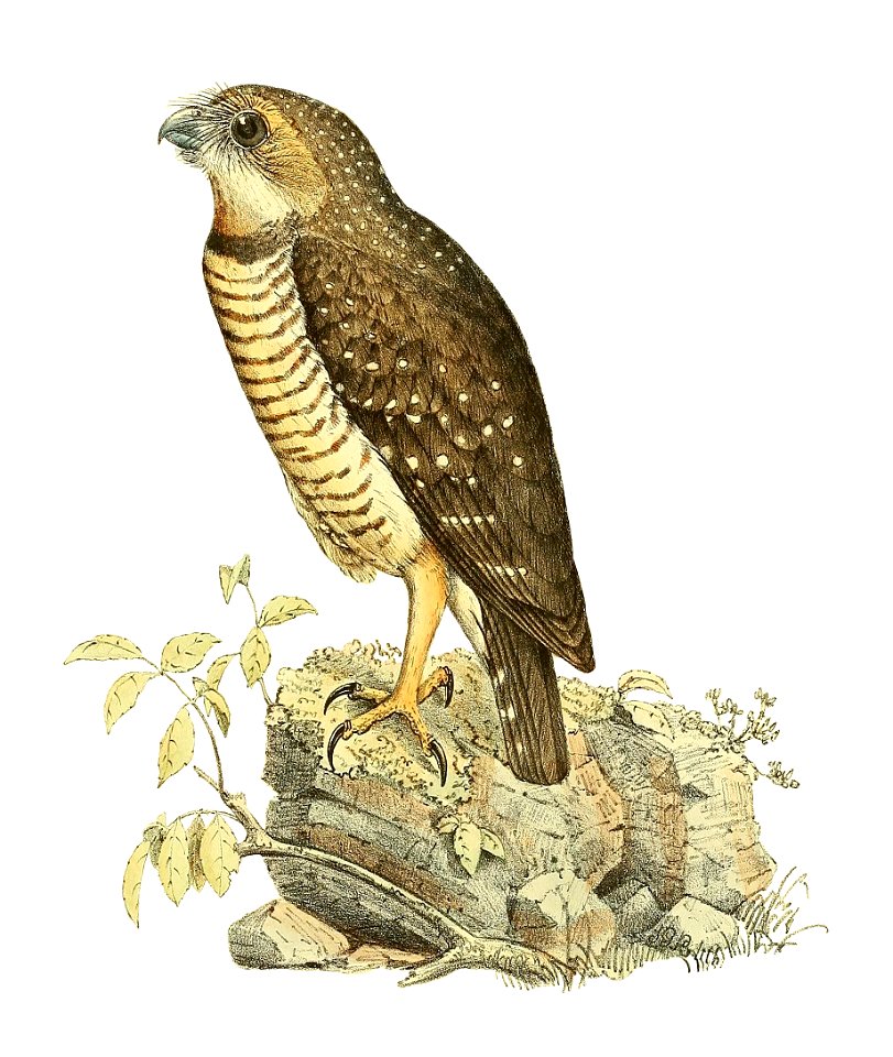 Ninox superciliaris 1868