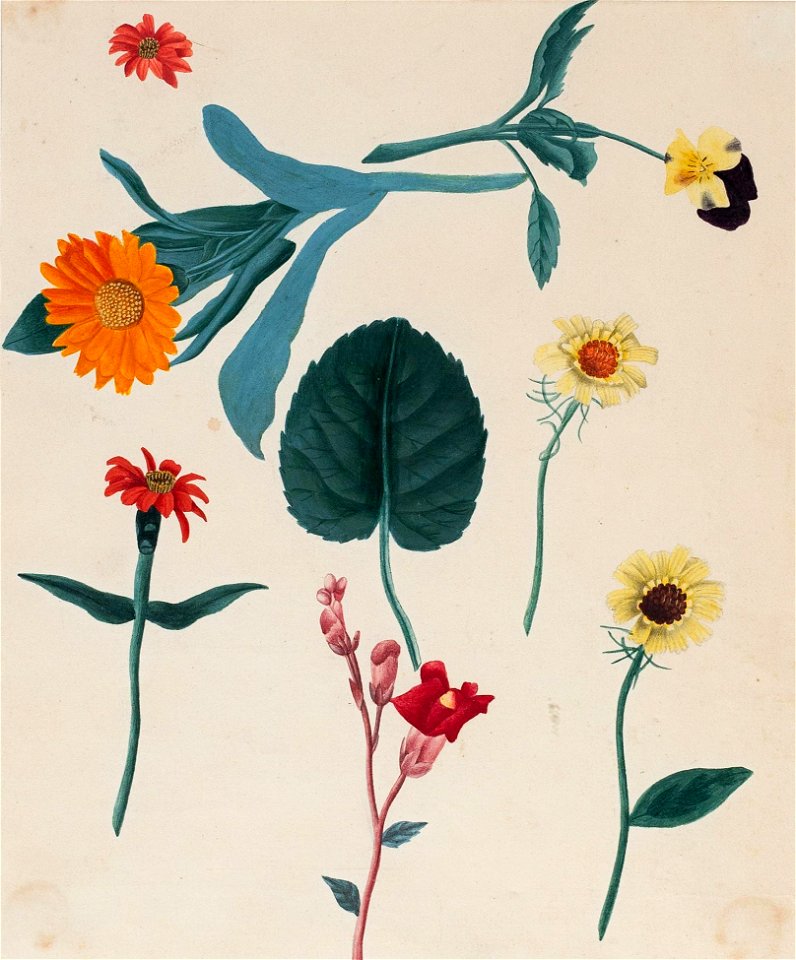 Nineteenth-Century botanical studies - Anon - 8570