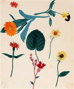 Nineteenth-Century botanical studies - Anon - 8570