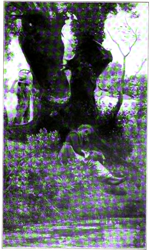 Nino Costa. La musica nel bosco