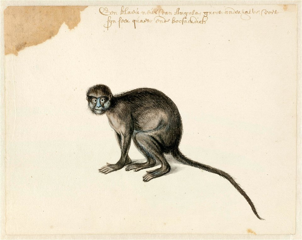 NL-HlmNHA 53004665 Knevelmeerkat, ook bekend als blauwlipmeerkat, snormeerkat of knevelmakako