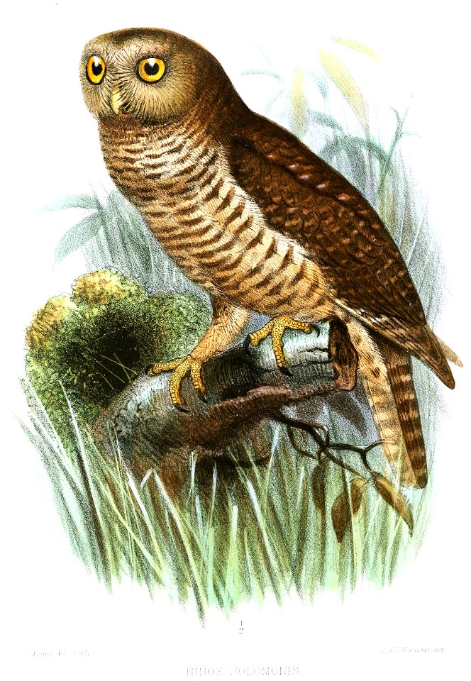 NinoxSolomonisSmit
