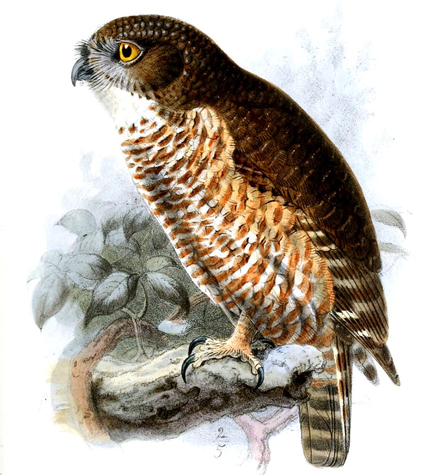 NinoxRudolphiKeulemans (cropped)