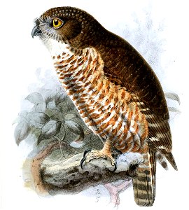 NinoxRudolphiKeulemans (cropped)