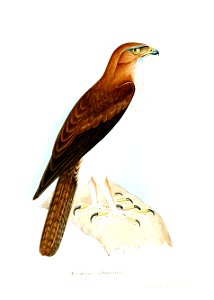 NisaetusStrenuusJerdon