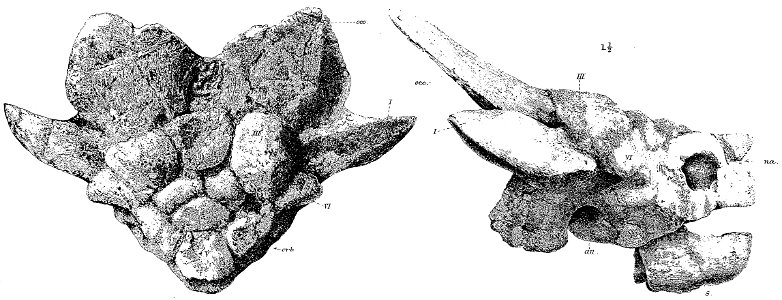 Niolamia