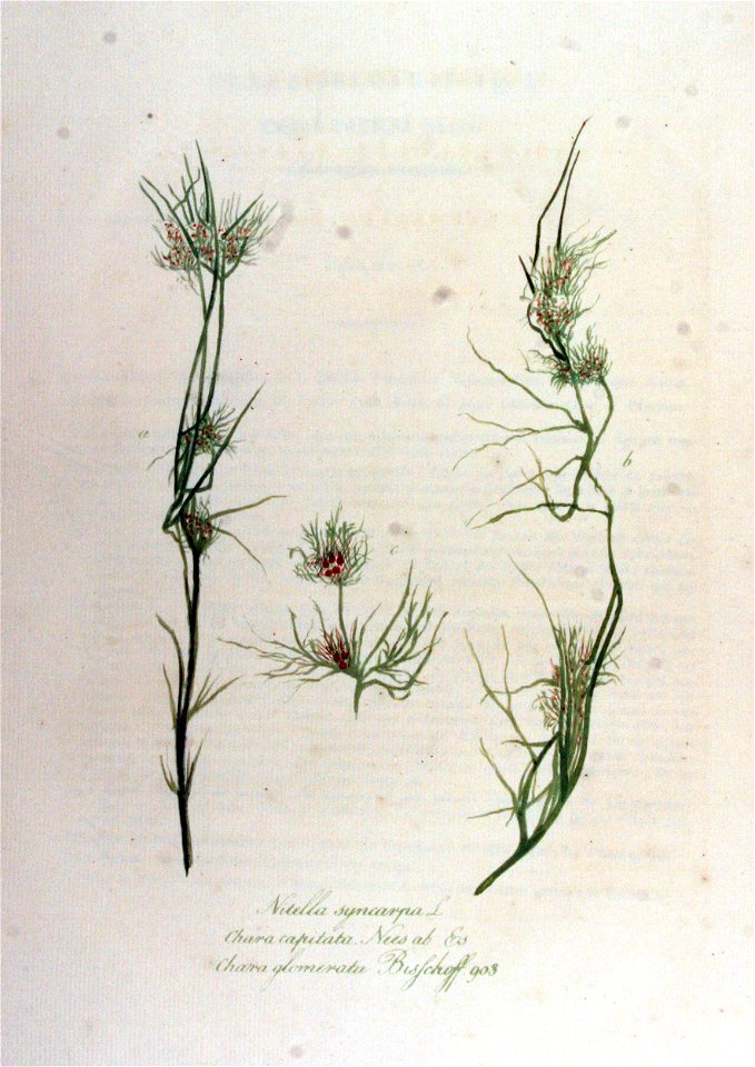Nitella syncarpa — Flora Batava — Volume v12