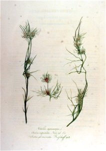 Nitella syncarpa — Flora Batava — Volume v12