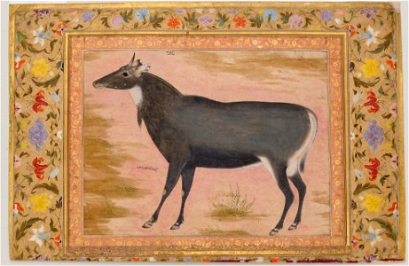 Nilgai (blue bull). Free illustration for personal and commercial use.