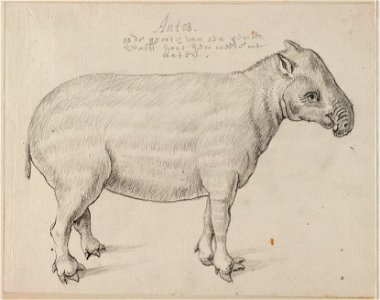 NL-HlmNHA 53004658 01 Laaglandtapir