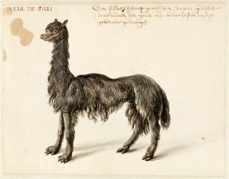 NL-HlmNHA 53004668 Alpaca