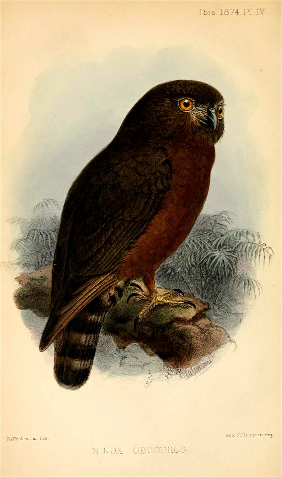 NinoxObscurusIbis