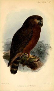 NinoxObscurusIbis