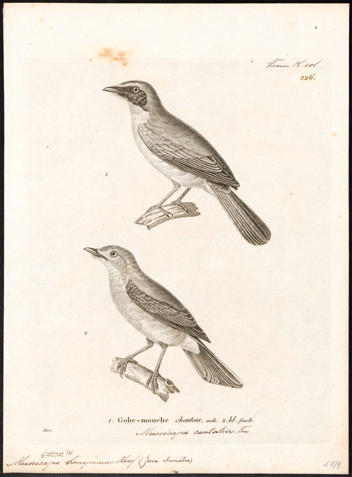 Niltava banyumas - 1700-1880 - Print - Iconographia Zoologica - Special Collections University of Amsterdam - UBA01 IZ16500133