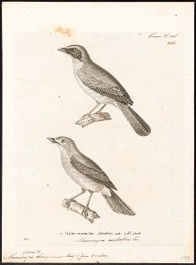 Niltava banyumas - 1700-1880 - Print - Iconographia Zoologica - Special Collections University of Amsterdam - UBA01 IZ16500133