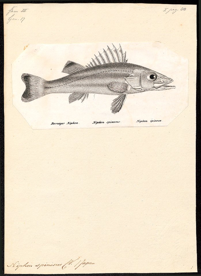 Niphon spinosus - 1809-1845 - Print - Iconographia Zoologica - Special Collections University of Amsterdam - UBA01 IZ12900122