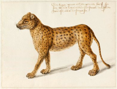 NL-HlmNHA 53004667 Jaguar