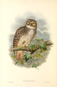 Ninox odiosa - The Birds of New Guinea