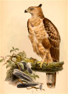 Nisaetus nanus nanus 1868