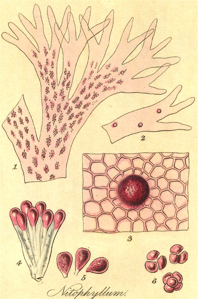 Nitophyllum punctatum