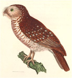 Ninox scutulata 1838 (2)